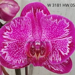 Орхидея Легенда красная Phalaenopsis Legend red W 3181  HW-05  размер 1.7