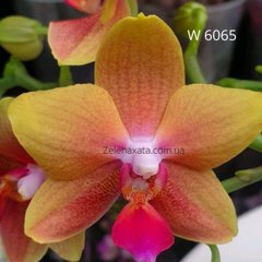 Орхідея Бразер Сара Голд Phalaenopsis Brother Sara Gold W 6065 Розмір 1.7