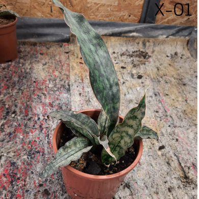 Сансевиера металлическая Sansevieria metallica Hort. ex Gerome & Labroy